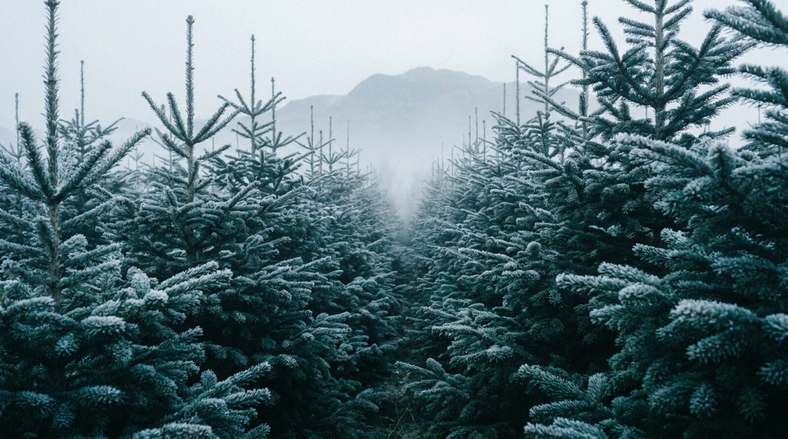Rows of Nordmann fir at chest height receding into winter mist
